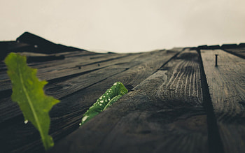 Macro, Wood, Wooden, Surface HD wallpaper