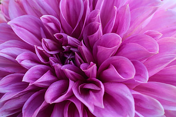Flowers, Violet, Flower, Petals, Bloom, Flowering, Purple, Dahlia HD wallpaper
