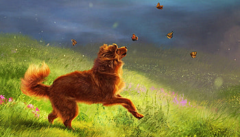 Morning, blue, dog, frumusete, running, art, alenaekaterinburg, elena roslyakova, gorgeous, superb, brown, butterfly, fantasy, green, vara, caine, summer HD wallpaper