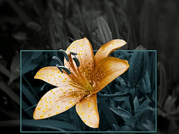 Golden flower, flowers, 3d HD wallpaper