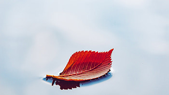 1 Leaf, leaf, minimal, fall, Firefox theme, light, autumn HD wallpaper