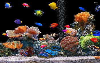 Tropical Fish School Animal 1920 X 1080 Oscar Fish . HD wallpaper