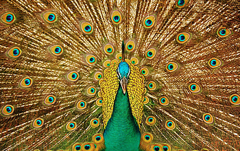 Animals, Feather, Bird, Peacock, Tail HD wallpaper