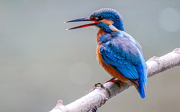Kingfisher, animal, branch, bird HD wallpaper