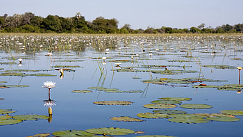 Okavango Delta, Botswana travel, Natural wonders, Unforgettable experiences HD wallpaper