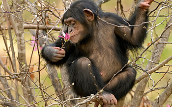 :), animal, monkey, primate, cute, spring, magnolia, tree, flower, maimuta HD wallpaper