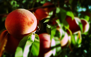 Peaches , Stunning backgrounds, quality, Mouth-watering visuals HD wallpaper