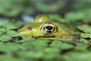 Animals, Water, Eyes, Toad, Duckweed HD wallpaper