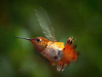 Humming Bird, humming, beautiful, bird HD wallpaper