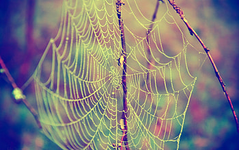 Web, Drops, Macro, Branches, Dew HD wallpaper