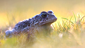 Toad , Extensive collection, Toad species, Nature's beauty HD wallpaper
