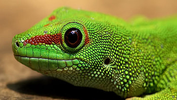 green iguana, iguana, reptile, lizard, green HD wallpaper