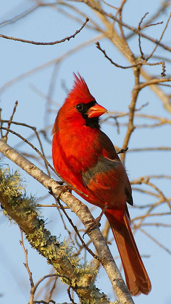 Male Cardinal, red, bird, Animal HD phone wallpaper