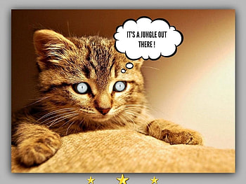 JUNGLE OUT THERE, cats, life, fun, animals HD wallpaper
