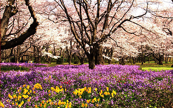 Nature, Flowers, Trees, Summer, Park, Flower Bed, Flowerbed HD wallpaper