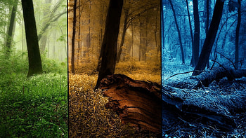 Winter, Nature, Trees, Autumn, Summer, , Forest, Seasons HD wallpaper