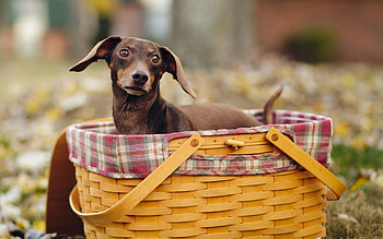 *** Dachshund in a basket ***, dog, anmal, baskiet, animals, dogs HD wallpaper