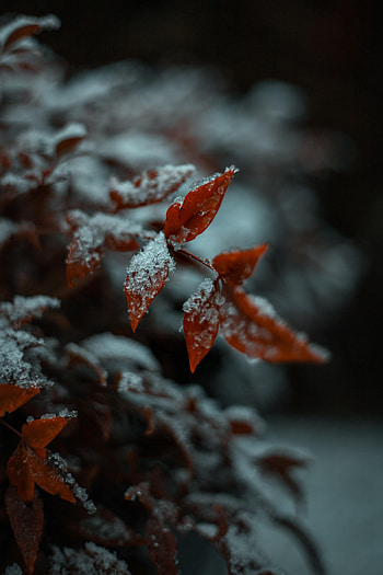 Snow, Plant, Macro, Leaflet HD phone wallpaper