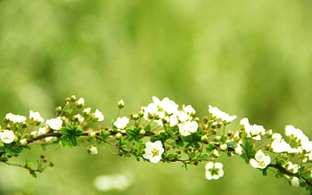 Flowers, Background, Plant, Macro, Branch HD wallpaper