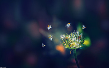 Dandelion Flies Flowers, flowers HD wallpaper