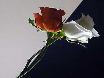 roses, white, dark, dual, red HD wallpaper