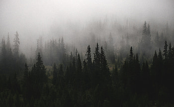 A Forest Filled With Lots Of Trees Covered In Fog, fog, tree, forest, nature HD wallpaper