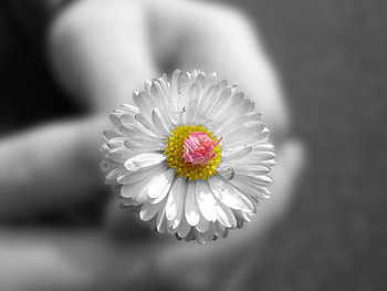 Camomile, Flower, Macro, Hands, Bw, Chb, Chamomile HD wallpaper
