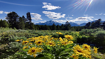 The first day of summer in Grand Teton National Park, Wyoming, wildflowers, blossoms, clouds, landscape, trees, sky, mountains HD wallpaper