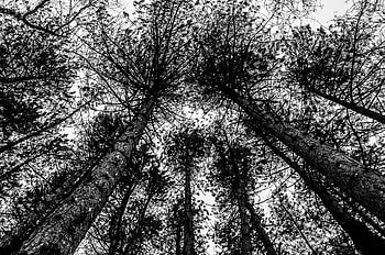 Nature, Trees, Sky, Forest, Bw, Chb HD wallpaper
