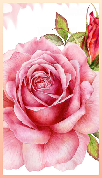 Pink rose, magenta HD phone wallpaper