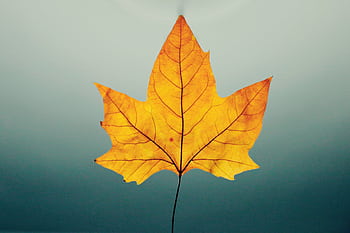 A striking close-up of a vivid autumn maple leaf against a soft gradient background. HD wallpaper