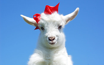 Cute goat, blue, white, cute, year, spring, capra, goat, red, rosu, alb, caprita, albastru, bow HD wallpaper