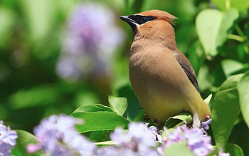 Animals, Leaves, Flower, Bird, Color HD wallpaper