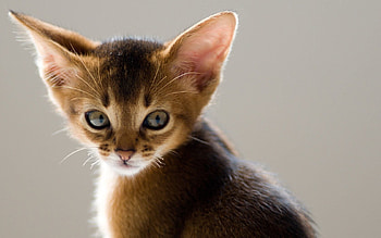 Animals, Kitty, Kitten, Muzzle, Eared HD wallpaper