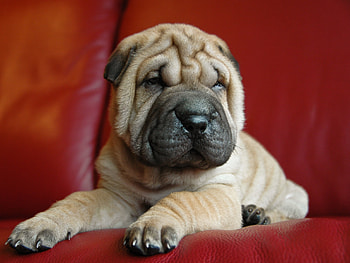 Animals, Dog, Muzzle, Puppy, Shar Pei HD wallpaper