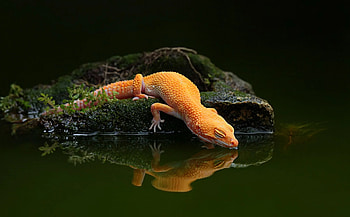 Gecko fascination, Mesmerizing reptile, Nature's marvel, Striking patterns HD wallpaper