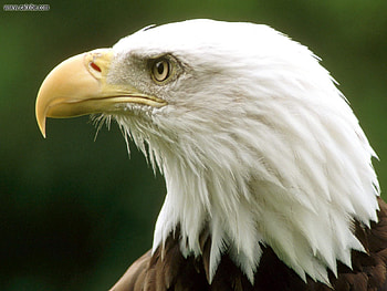 Bald_Eagle_Montana, birds, eye, eagle, animals HD wallpaper