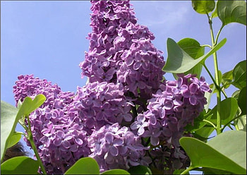 purple lilac, purple, flower, beautiful, nature, spring, lilac HD wallpaper