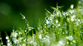 Plants, Grass, Background, Drops HD wallpaper