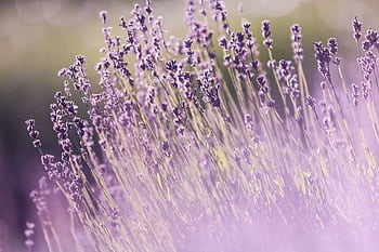 Vibrant lavender field in full bloom on a sunny summer day. Perfect for nature lovers. HD wallpaper