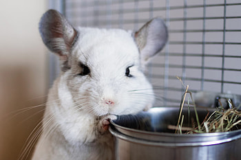 Chinchilla , Adorable pet, Small and fluffy, Rodent companions HD wallpaper