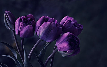 Tulips, Flowers, Nature, Purple HD wallpaper