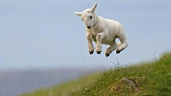 leaping lamb - ( HD wallpaper