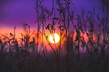 Morning Glow Grass Field, field, grass, sunrise, sunset, nature HD wallpaper