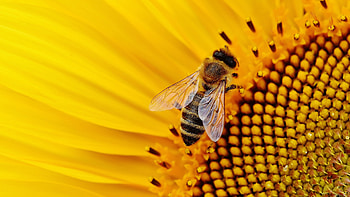 Ultra bee, Stunning details, Nature's beauty, perfection HD wallpaper