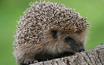 Animals, Prickles, Thorns, Small, Hedgehog HD wallpaper