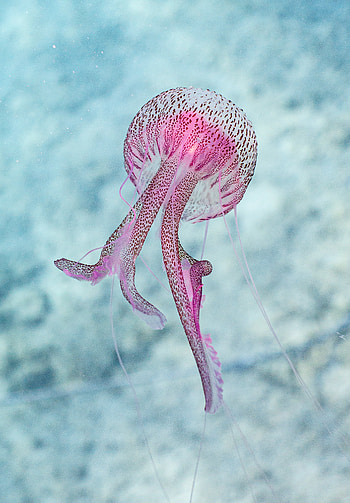 Animals, Water, Jellyfish, Stains, Spots, Tentacle, Handsomely, It's Beautiful HD phone wallpaper