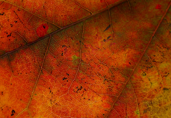 Autumnal Leave , autumn, graphy HD wallpaper