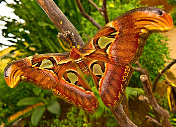 Patterns, Macro, Branch, Insect, Butterfly HD wallpaper