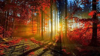 Forest, sunset, beauty, sunshine, wonder, mood, graphy, sun-rays, ambient, trees, , nature HD wallpaper